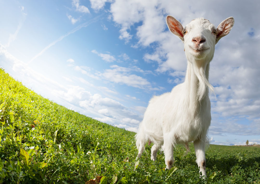 Goat on the green summer meadow